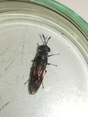Hermetia illucens