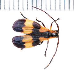 Lycidola flavofasciata