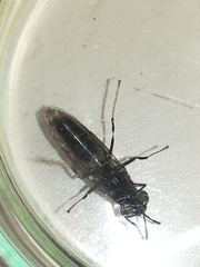 Hermetia illucens