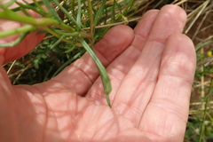 Senecio achilleifolius