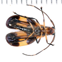 Lycidola flavofasciata