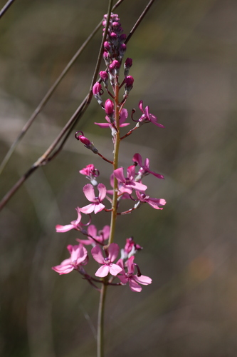 Stylidium brunonianum (Stylidium brunonianum)