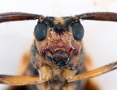 Lycidola flavofasciata