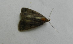 Phalaenostola hanhami