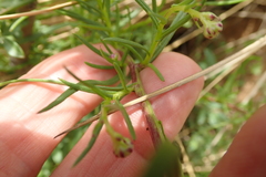 Senecio achilleifolius