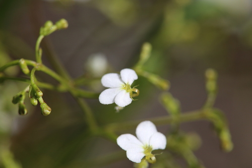 Image of Stylidium divaricatum by (c) Hugo Innes, some rights reserved (CC BY)