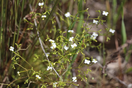 Image of Stylidium divaricatum by (c) Hugo Innes, some rights reserved (CC BY)