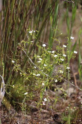 Image of Stylidium divaricatum by (c) Hugo Innes, some rights reserved (CC BY)