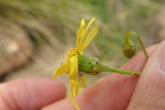 Senecio achilleifolius