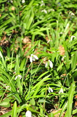 Galanthus plicatus