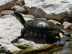 Trachemys venusta iversoni