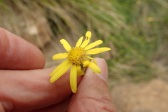 Senecio achilleifolius