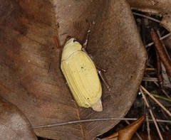 Cyphochilus apicalis