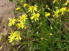 Senecio achilleifolius