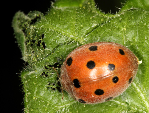 Bryony Ladybird, photo 2 of 8