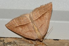 Petrophora chlorosata