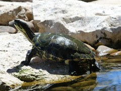 Trachemys venusta iversoni