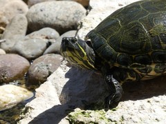 Trachemys venusta iversoni