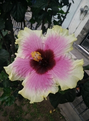 Hibiscus