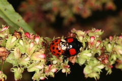 Harmonia axyridis