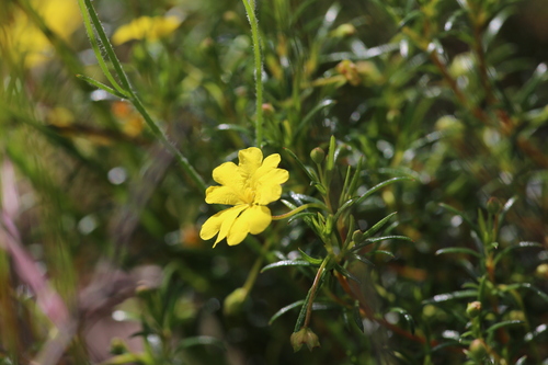 Image of Hibbertia acerosa by (c) Hugo Innes, some rights reserved (CC BY)