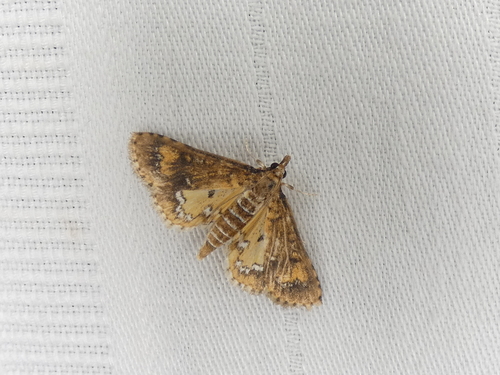 Water Hyacinth Moth photo 2