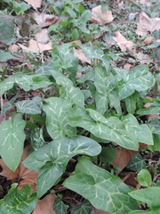 Arum italicum italicum