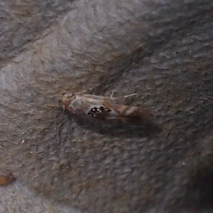 Hieromantis arcuata