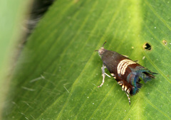 Grapholita compositella