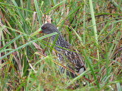 Pardirallus maculatus