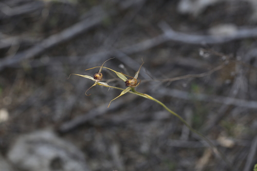 Image of Caladenia georgei by (c) Hugo Innes, some rights reserved (CC BY)