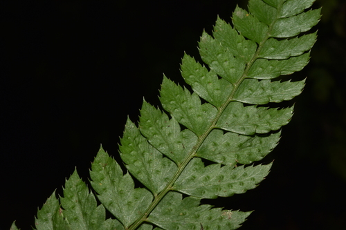 Polystichum yunnanense