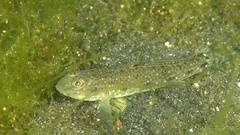 Triplespot Goby photo 5