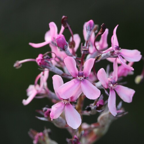 Stylidium brunonianum (Stylidium brunonianum)