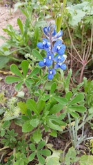 Lupinus subcarnosus