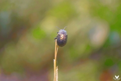 Chrysolina exanthematica