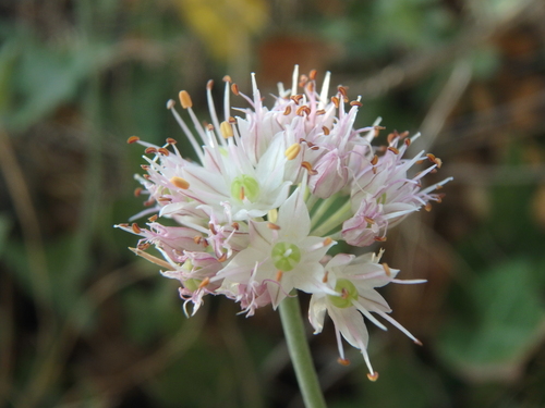 Allium psebaicum