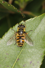 Myathropa florea