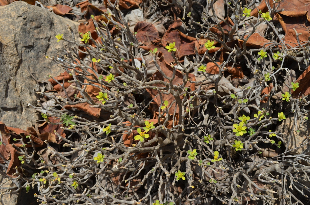 Euphorbia adenensis