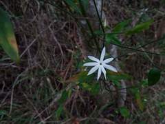 Jasminum nervosum