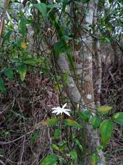 Jasminum nervosum