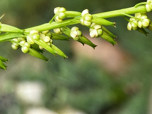 Upper Tidal Arrowgrass (Triglochin elongata)