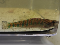Etheostoma gracile