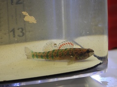 Etheostoma gracile