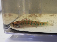 Etheostoma gracile