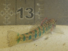 Etheostoma gracile