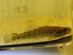 Etheostoma gracile