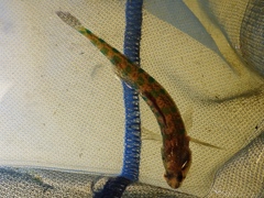 Etheostoma gracile