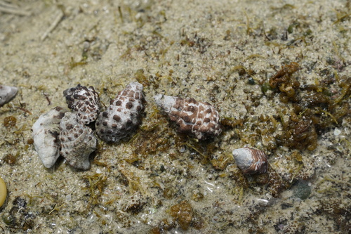 Cerithium caeruleum observed 2023-10-19