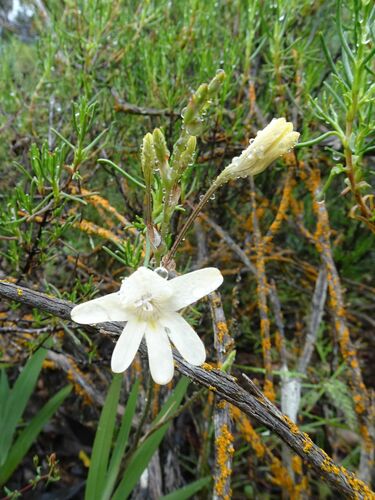 Image of Tritonia pallida by (c) Thomas Koffel, some rights reserved (CC BY)